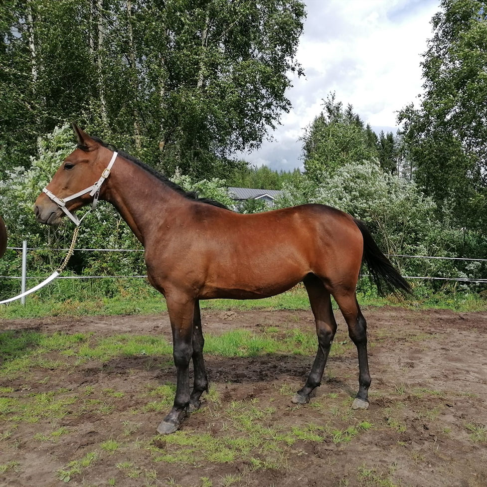Börjesin
