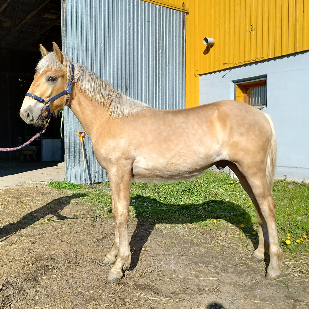 Himman Velpekka