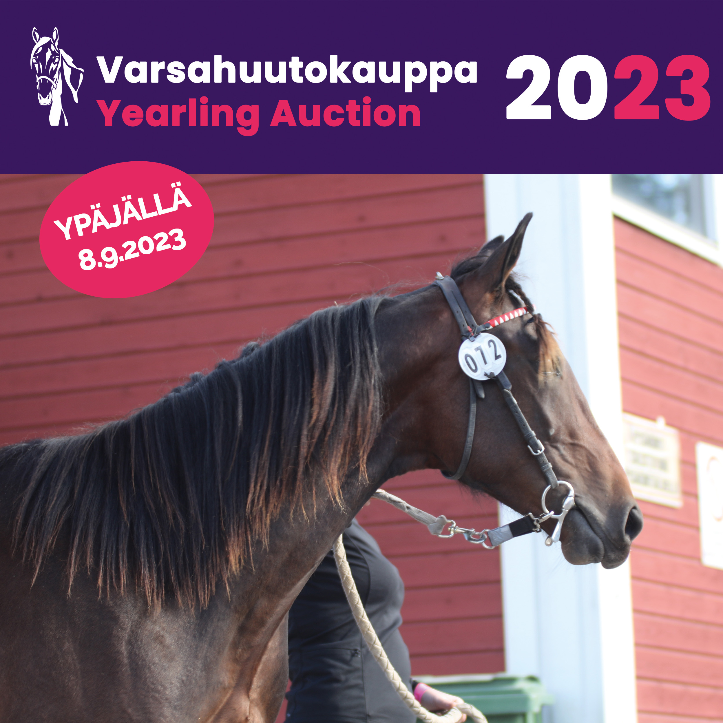 Oheisohjelmaa huutokaupassa: paneelikeskustelu varsan valinnasta