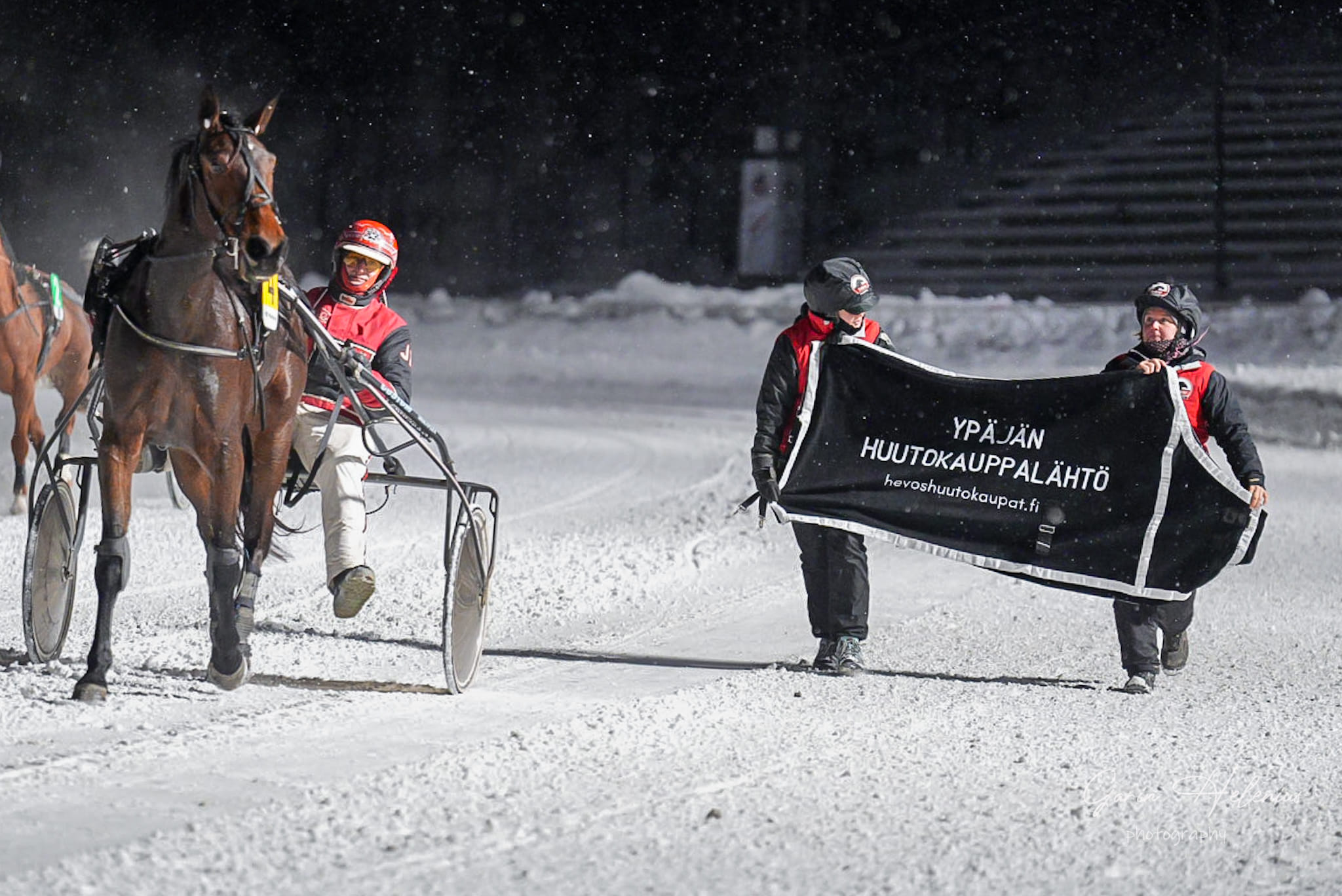 Callela X-Factor voittoon Teivossa Ypäjän huutokauppalähdössä 28.11.2023