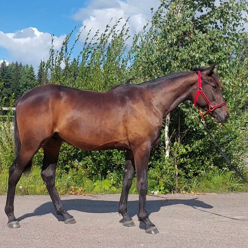 Blackriver Figlio POISSA