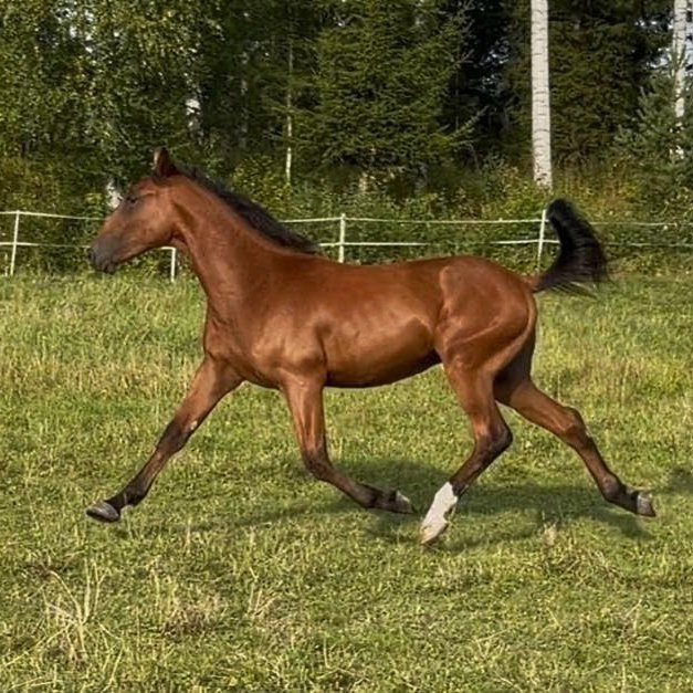 Game On Rapidash