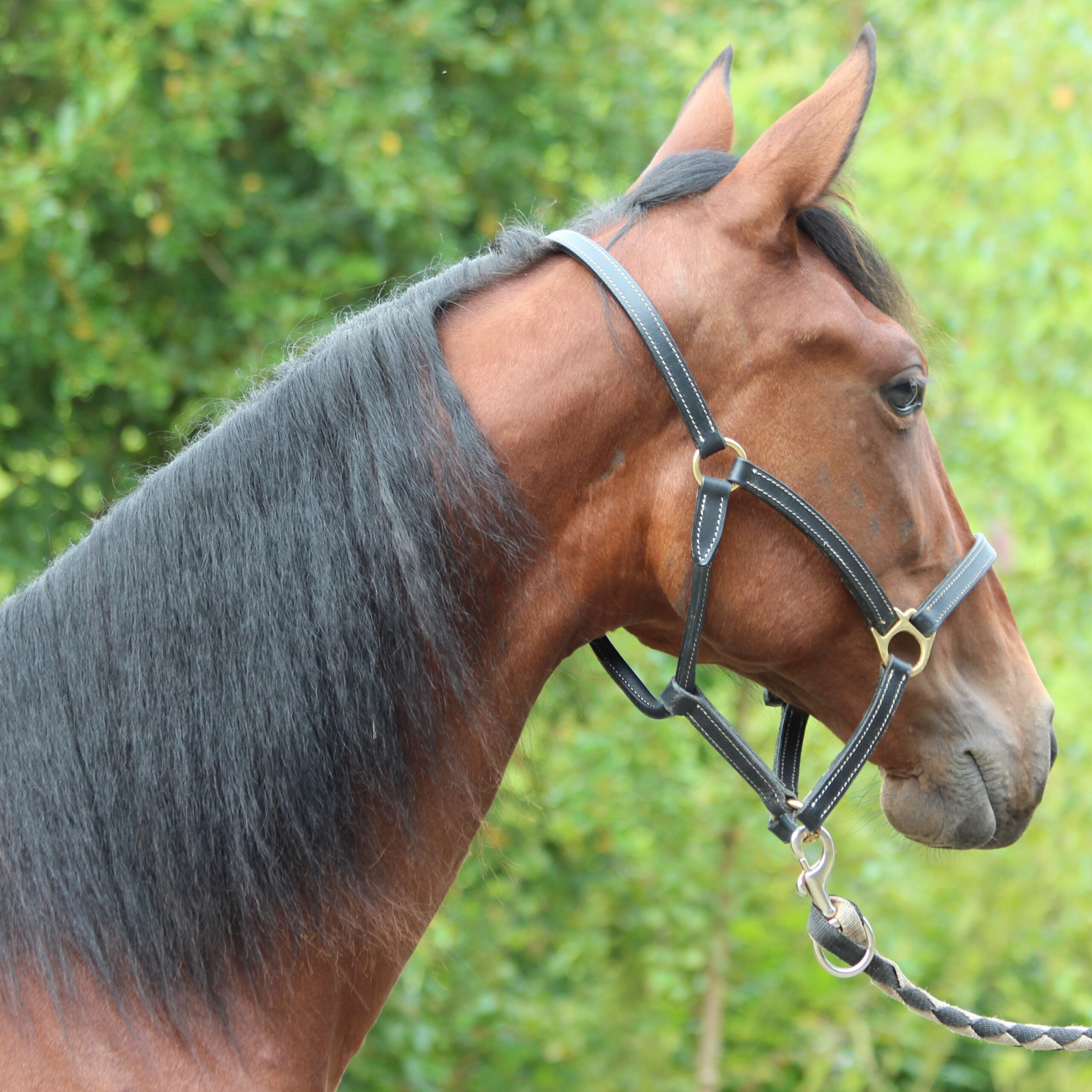 Sahara Ruffian