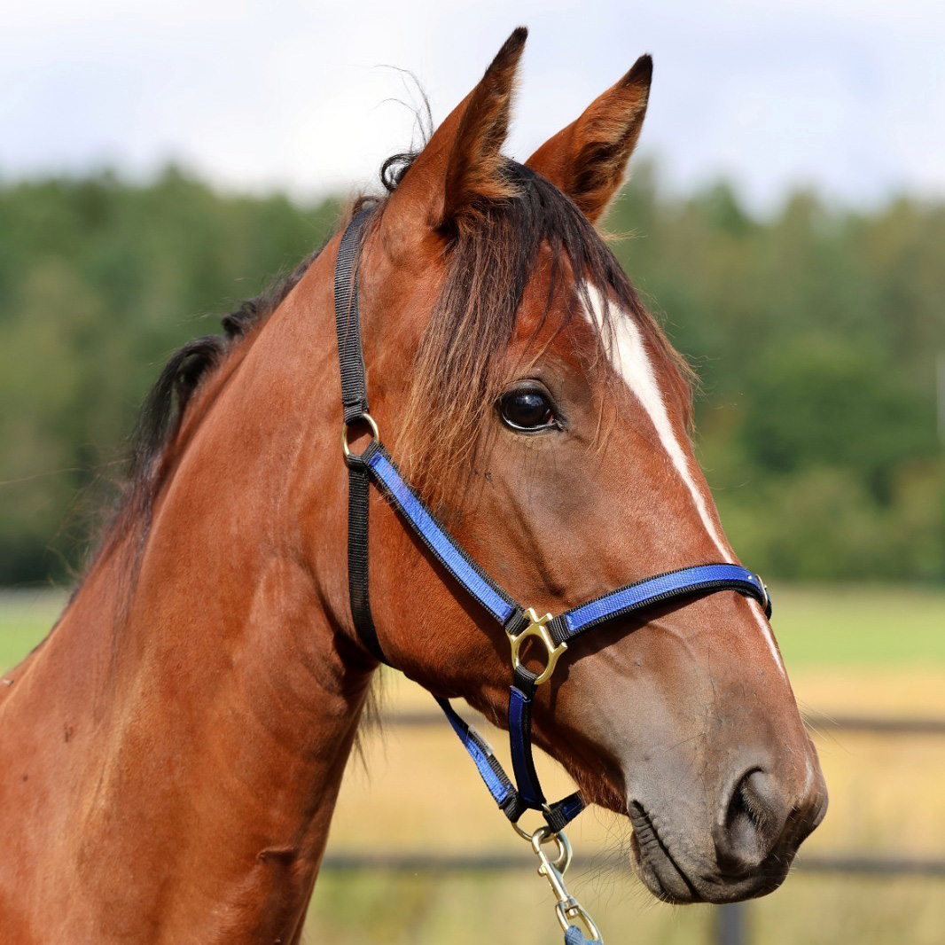 O'Hara Hoss