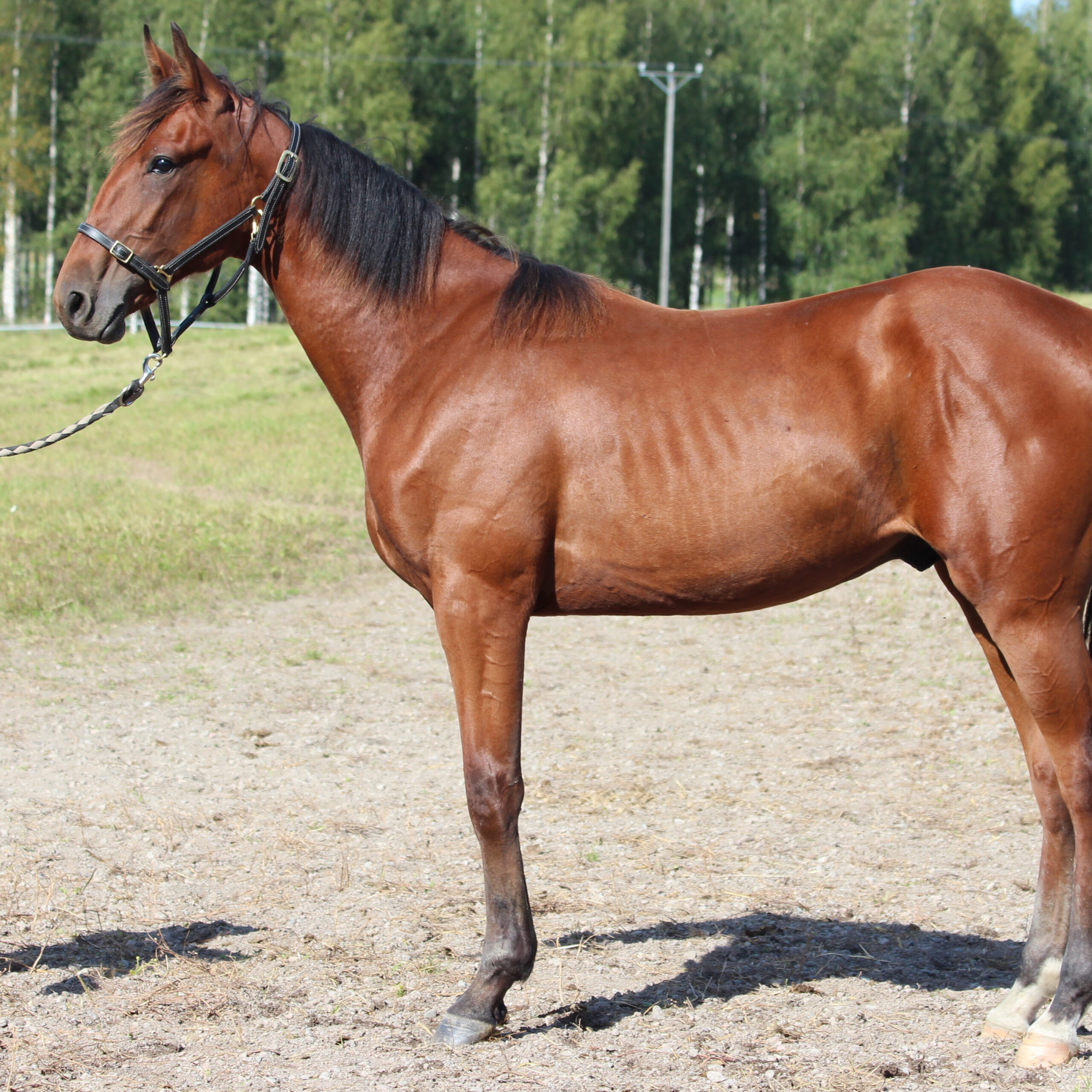 Sahara Scorpio