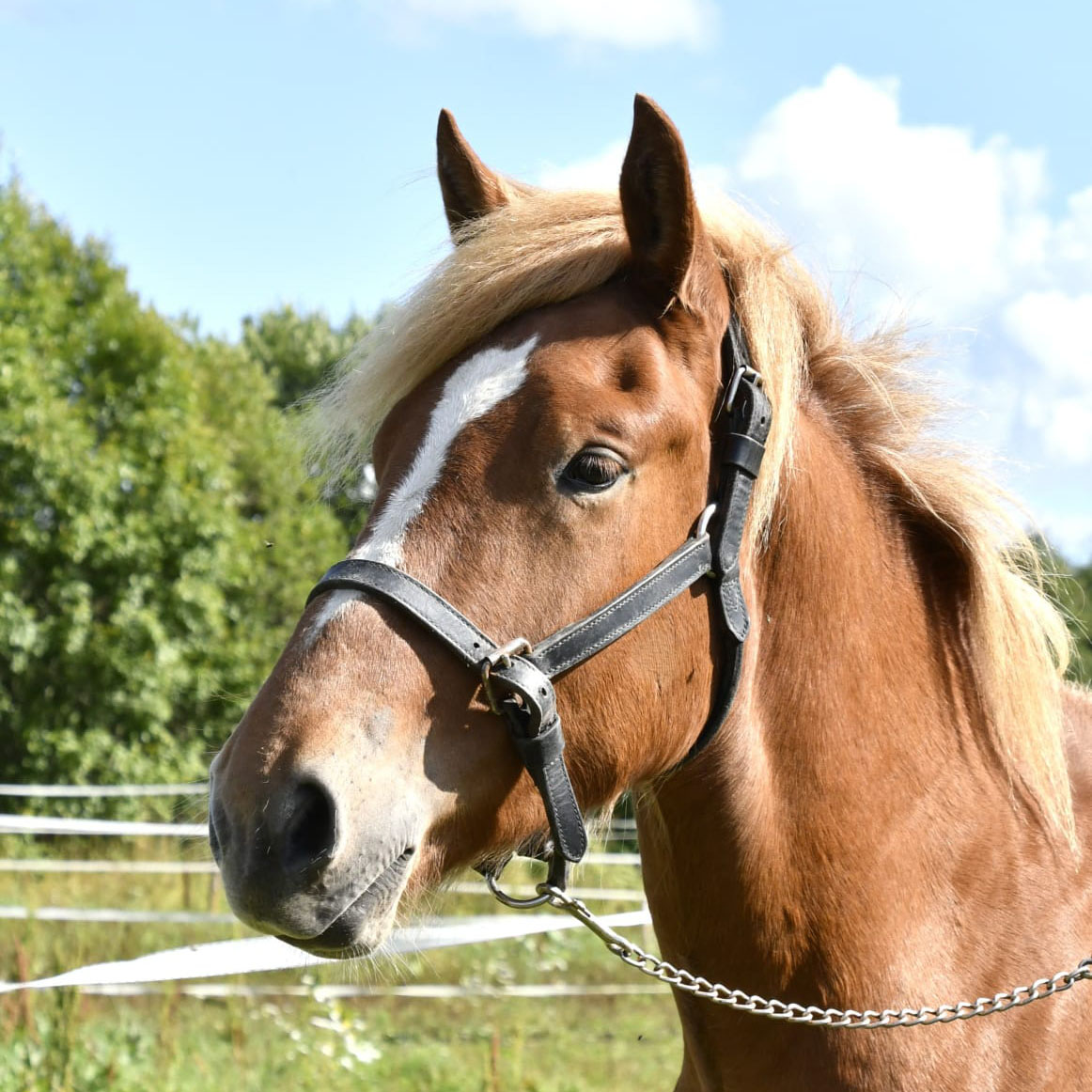 Wäenö